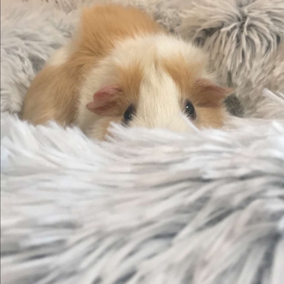 Meet your Posher, Sadie - Picture 2 of 4